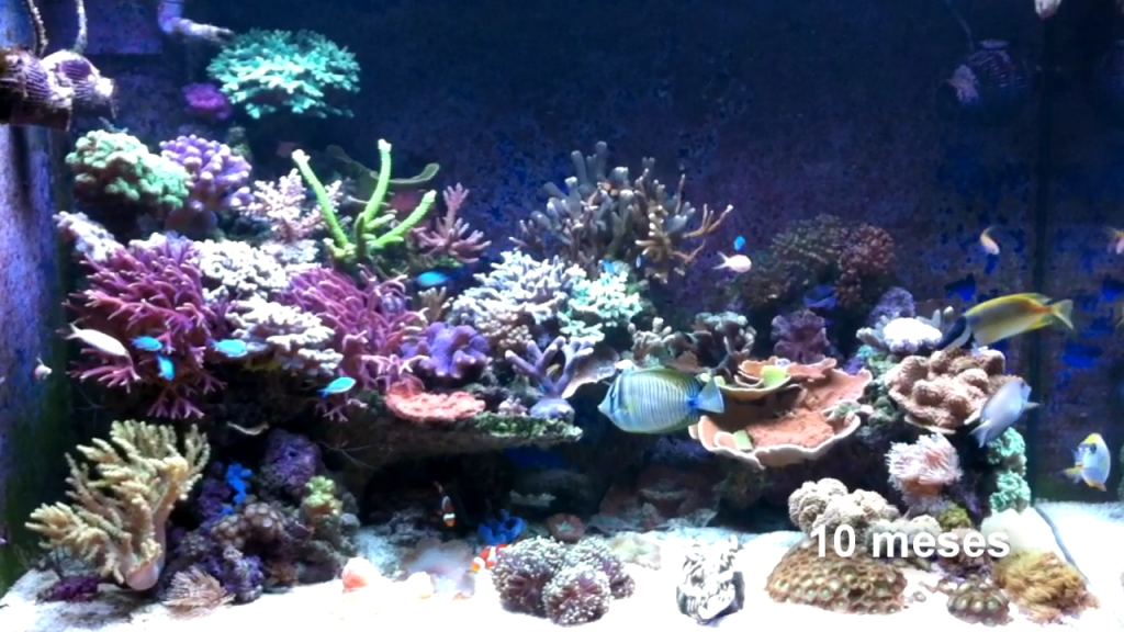 acuario-marino-10-meses-carballada